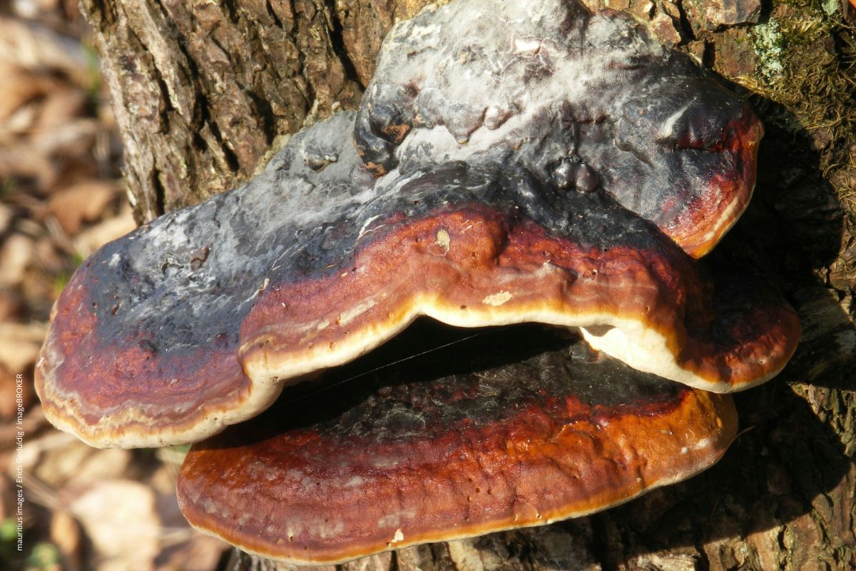 Was kann der Reishi-Pilz?