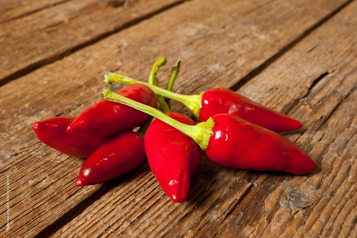 Neuropathische Schmerzen im Visier